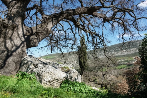 Preview: View Of A Bare Tree On Mountainous Region Crete Greece Europe