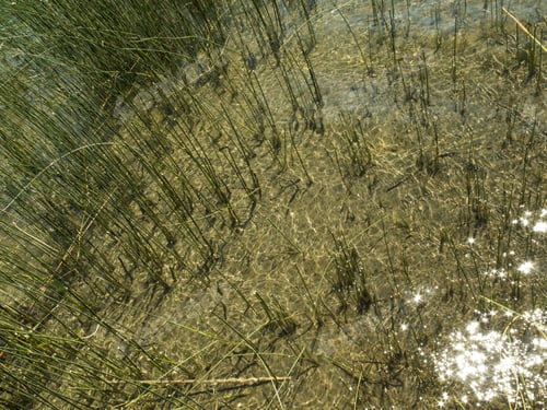 Preview: Texture Of Reeds, Juncus. On A Coast, Margin Of A Lake With Transparent Water. Nobody