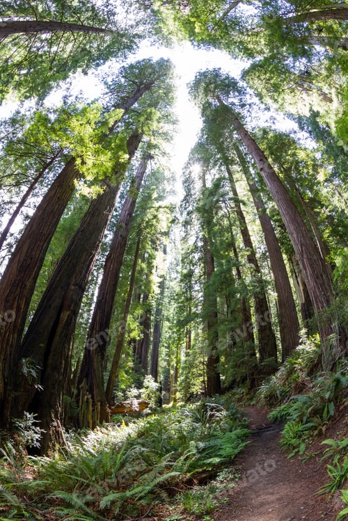 Preview: Young Man On A Hike In The Redwood National Fort In Northern California