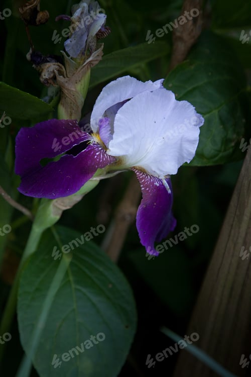 Preview: Purple Bearded Iris Open With Green Leaf Background