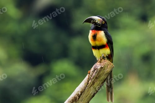 Preview: Aracari Toucan Perched On A Branch In The Rainforest Of Belize
