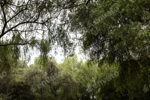 Preview: Vegetation