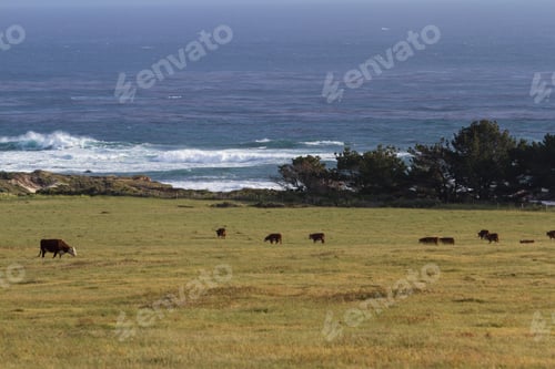 Preview: Healthy Cows Roaming On Open Grass Lands On The California Coast