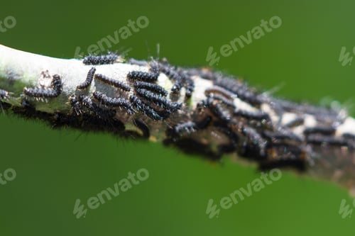 Preview: Close Up Of A Cluster Of Small Black Caterpillars On A Tropical, Plant