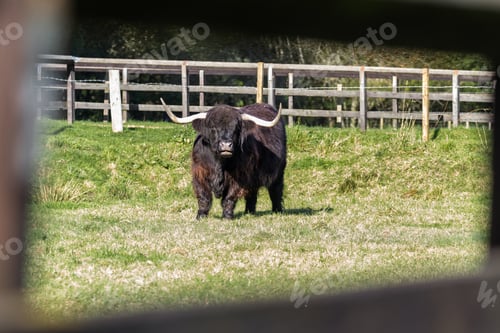 Preview: Close Up Of An Adult Highland Cow In A Field With Fresh Green Grass Late Summer In The Scottish