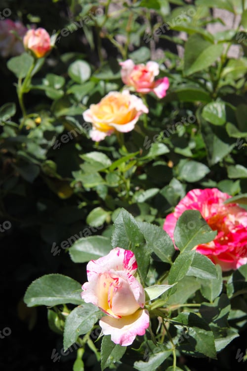 Preview: A Rose Bush With Bright Pink And White Swirl Flowers 9722