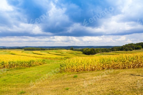 Preview: American Countryside Corn Field With Stormy Sky