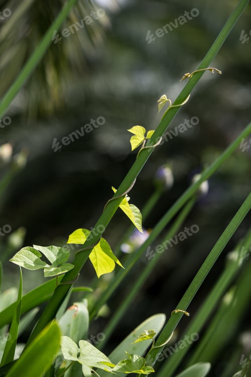 Preview: Ivy Growing Up Over A Plant In The Garden.