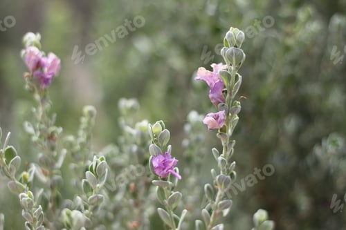 Preview: A Leucophyllum Fructescens Cenizo Plant With Purple Flowers 0773