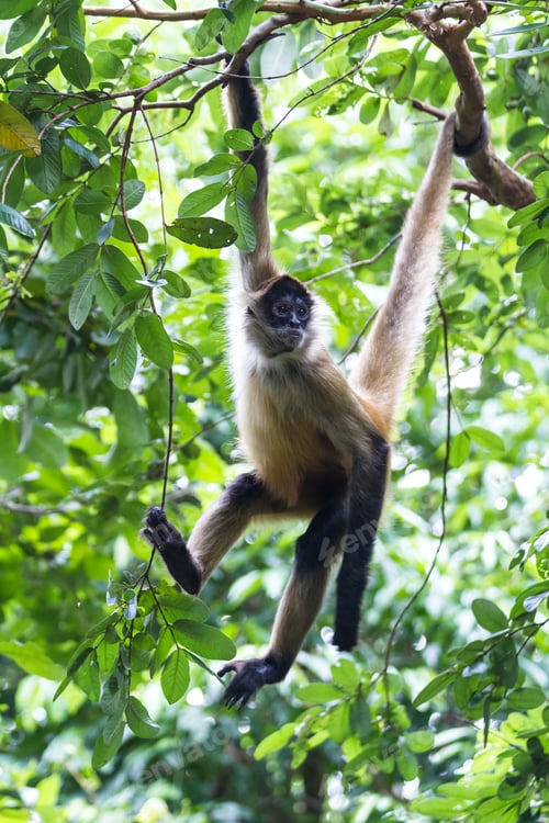 Preview: Spider Monkey Hanging From A Tree In A Natural Park In Costa Rica