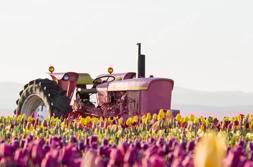 Preview: Beautiful Tulip Field With A Pink Tractor In The Middle Of The Field Shot At Sunrise In Early Spring