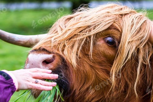 Preview: Young Highland Bull In Fresh Green Grass In The Scottish Highlands