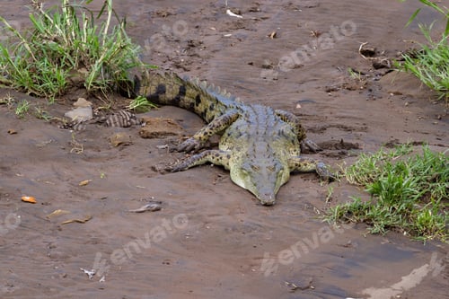 Preview: Famous View Of The Crocodiles Of The Tarcoles River In Costa Rica