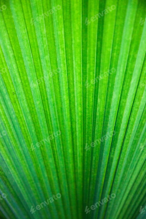 Preview: Abstraction Of A Green Leaf Close Up