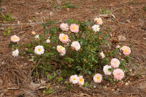 Preview: Pink And White Flowers