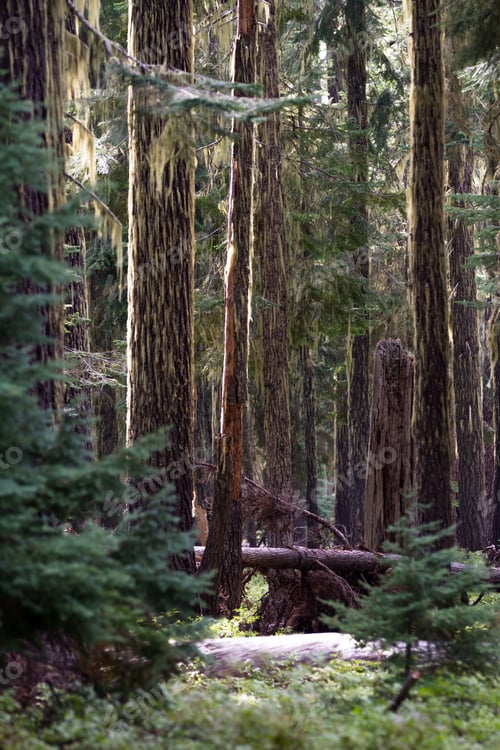 Preview: Peaceful Grove Of Fir Trees In Huckleberry Mountain In Southern Oregon