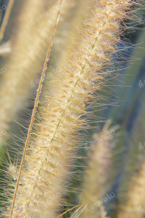 Preview: Grass Background - Natural Textures And Colors From Nature