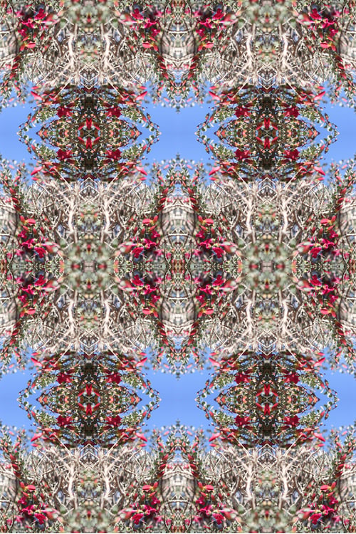 Preview: A Desert Penstemon Bush Abstract With Bright Pink Flowers 6498