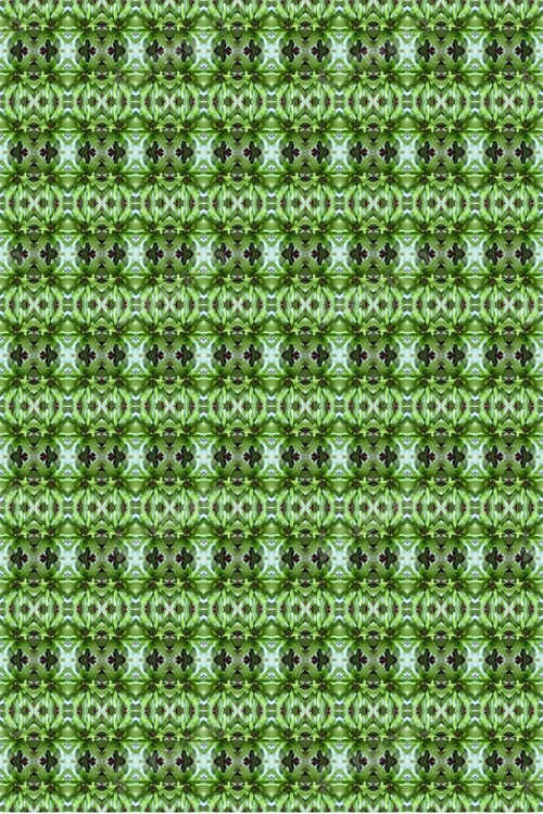 Preview: A Crissie Birds Nest Fern Plant Abstract With Crinkly Green Leaves 0307