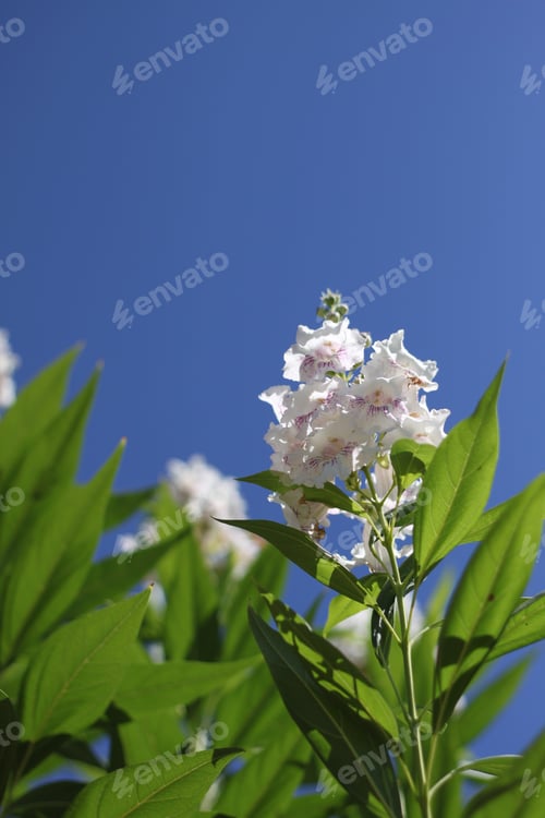 Preview: A Chitalpa Tree With White Flowers 9479