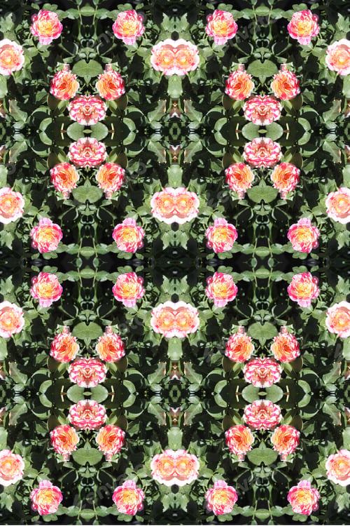 Preview: A Rose Bush With Bright Pink And White Swirl Flowers 9827