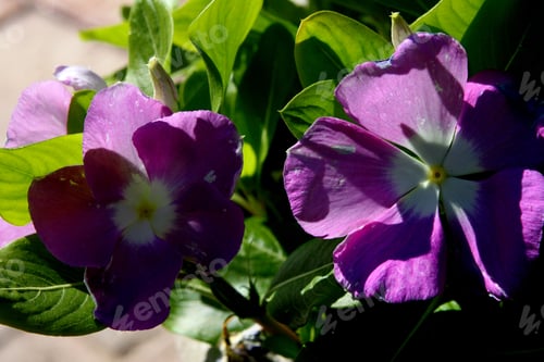 Preview: Vinca Plants With Purple And White Flowers 9906