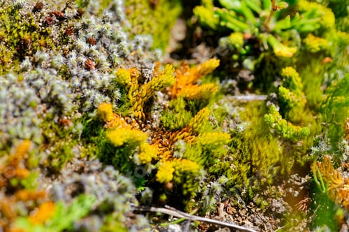 Preview: Small Plants That Grow Inside An Inactive Crater Of Antillanca Volcano, In Southern Chile