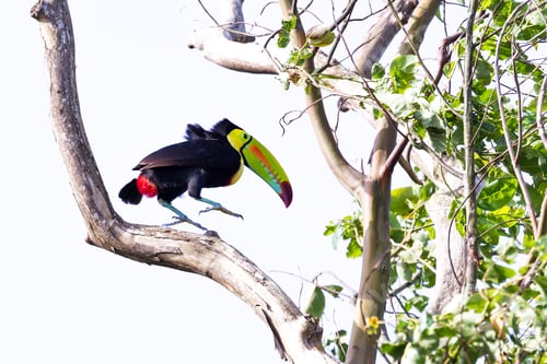 Preview: Keel Billed Toucan Perched On A Tree In The Tropical Rainforest Of Costa Rica
