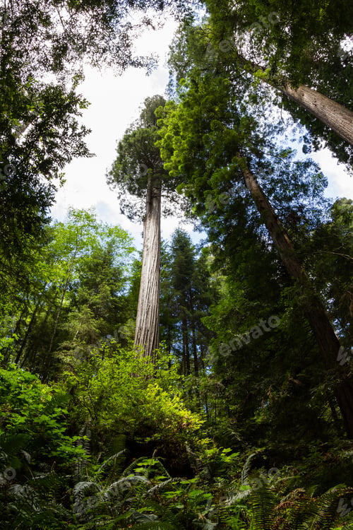 Preview: Giant Redwood Trees In A National Forest In Northern California