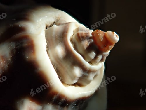 Preview: Sea Shell Close Up End