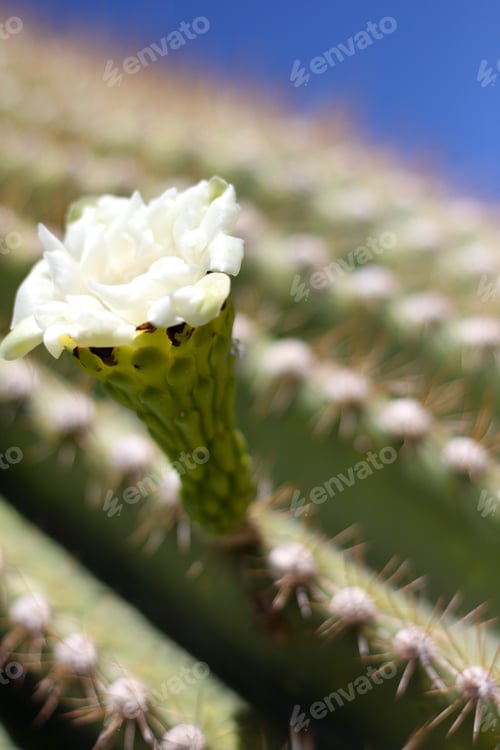 Preview: Blooming Cactus Flower with White Petals in Desert