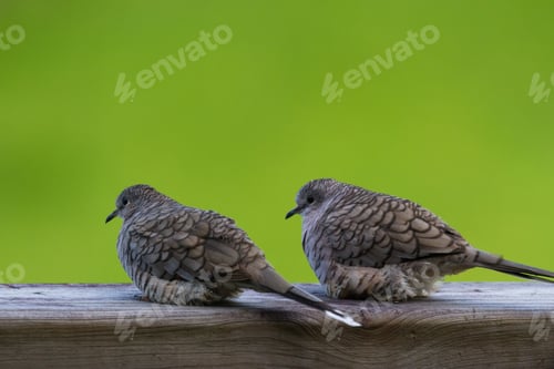 Preview: Close Up Of A Couple Of Love Doves Perched On A Wooden Railing With A Green Grass Background