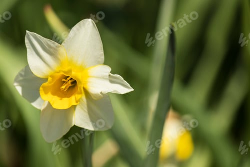 Preview: Pretty Daffodil Flower