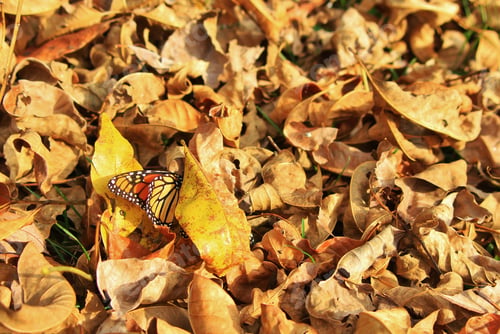 Preview: Monarch Butterfly Camouflage - Colors In Nature Background - Abstract Clues