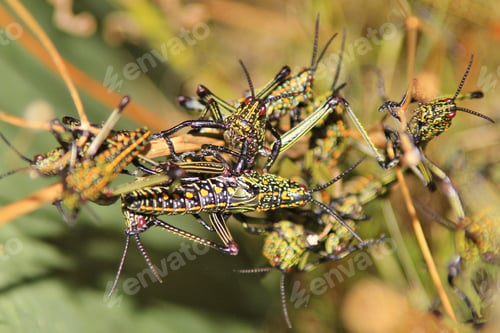 Preview: Grasshopper - African Insect Background - Natural Pest Of Color