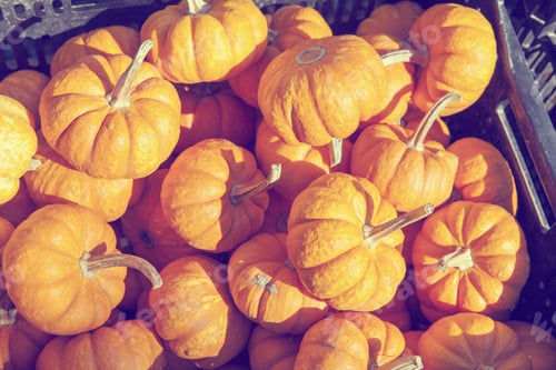 Preview: Pumpkins