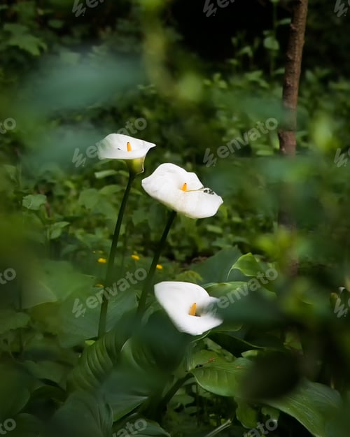 Preview: White Calla Lilies Blooming In The Dark Forest