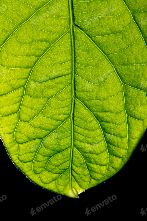 Preview: Closeup Of A Green Healthy Leaf Backlit By The Bright Sun