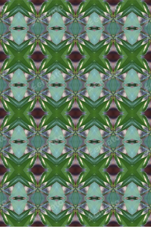 Preview: An Abstract Of Fresh Green Plumeria Rubra Leaves 0044