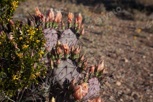 Preview: Prickly Pear Cactus Blooming In The Desert