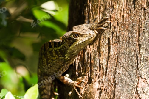 Preview: Tree Lizard Climbing In The Rain Forest Of Belize