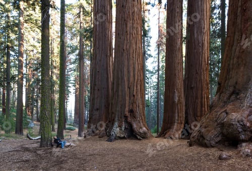 Preview: Big Sequoias In A Group With A Man Standing At The Base To Get An Idea Of The Size Of This Trees