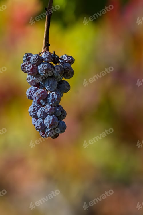 Preview: Bunch Of Grapes Left On The Vine After The Harvest With A Colorful Autumn Background