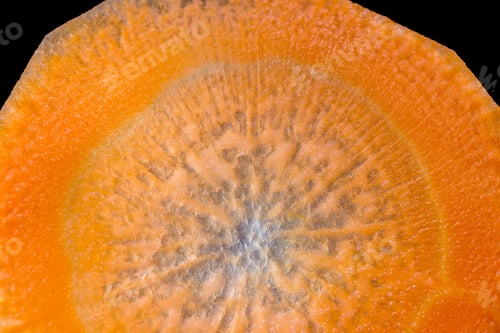 Preview: Close Up Of A Thin Slice Of Carrot Back Lit With A Beautiful Pattern And Glowing Orange Color