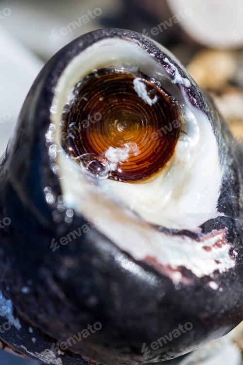 Preview: Close Up Of A Sea Snail That Made Fort Bragg, An Old Dump Site, Its Home, A Test For Ecological And