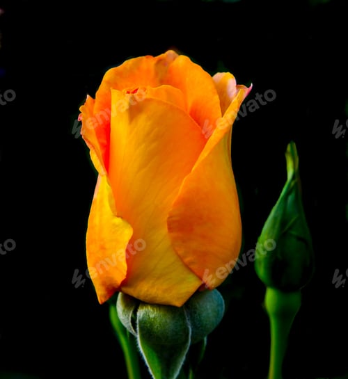 Preview: A New Golden Rose Bud With An Unopened Bud Against A Black Background