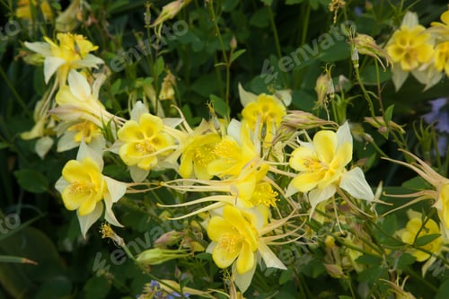Preview: Yellow Flowers Outside Blooming In The Sunshine