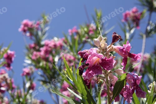 Preview: A Desert Willow Hybrid Tree With Purple Flowers 0054