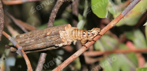 Preview: Wild Insects From Nature - Twig Larvae - Unique In Design, This Insect Is Perfectly Camouflaged