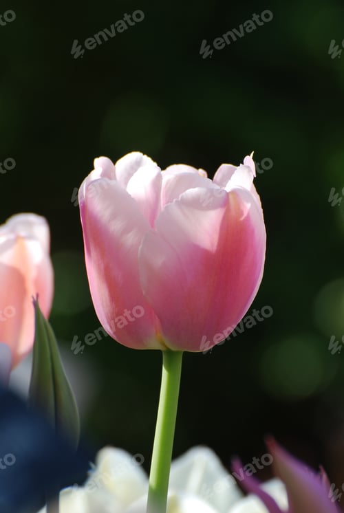 Preview: Spring Garden With A Flowering Pale Pink Tulip Flower.